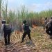 Kebakaran Lahan Tebu, Polisi Turun Ke Lokasi