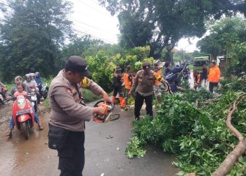 Proses Evakuasi Pohon Tumbang, Polisi dan Warga Kompak