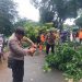 Proses Evakuasi Pohon Tumbang, Polisi dan Warga Kompak