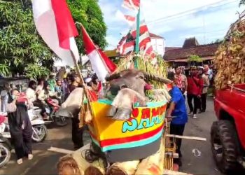 Tradisi Desa Sambiroto ” Sesaji Kepala Kerbau dan Kambing”