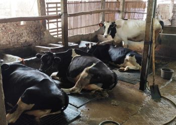 Penyebaran PMK di Pati Meluas, Kecamatan Jakenan Jadi Zona Merah