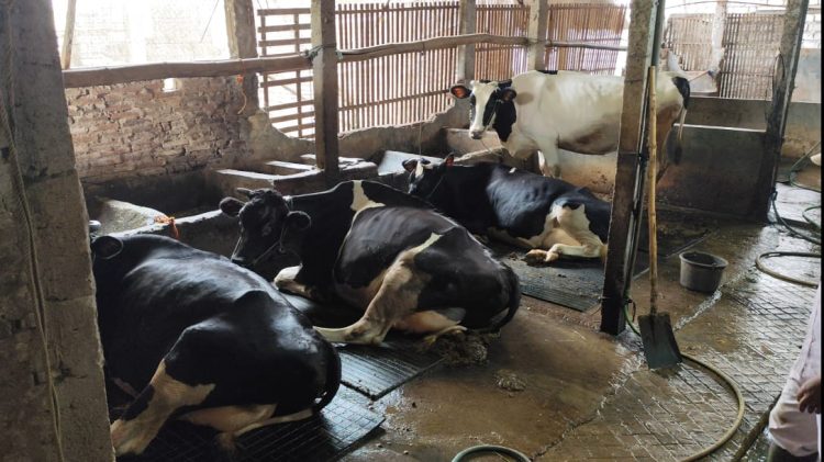 Penyebaran PMK di Pati Meluas, Kecamatan Jakenan Jadi Zona Merah