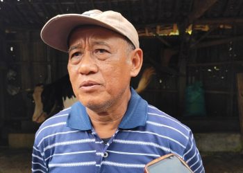 Peternak Sapi Perah Pati Terpuruk, Harga Jual Sapi Anjlok Akibat PMK