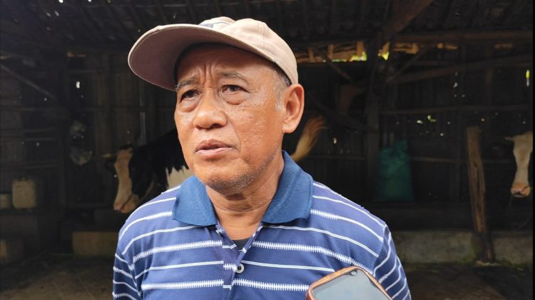 Peternak Sapi Perah Pati Terpuruk, Harga Jual Sapi Anjlok Akibat PMK
