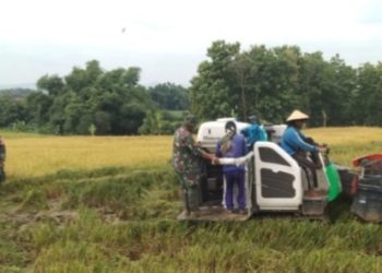Tingkatkan Hasil Panen Para Petani, Babinsa Turun