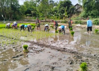 Babinsa Kodim 0718/Pati Aktif Dampingi Petani Wujudkan Ketahanan Pangan
