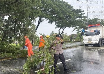 Dampak Hujan Deras dan Angin Kencang, Pohon Tumbang