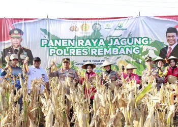 Dukung Swasembada Pangan, Polres Rembang Panen Jagung Hibrida