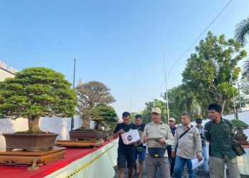 750 Bonsai Hiasi Stadion Joyokusumo, Pati Jadi Magnet Wisata Baru