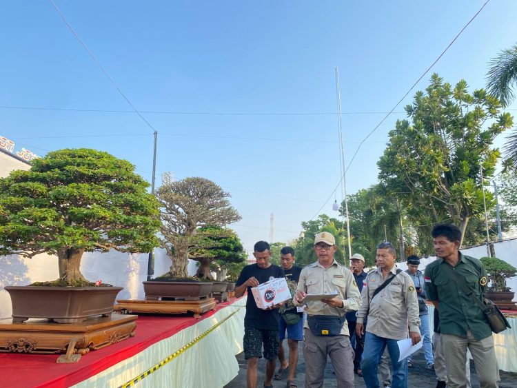 750 Bonsai Hiasi Stadion Joyokusumo, Pati Jadi Magnet Wisata Baru