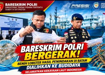 Benih Lobster Hasil Penindakan Masuk Fasilitas Budidaya, Ini Langkah Dittipidter Bareskrim Polri