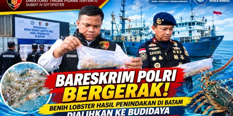 Benih Lobster Hasil Penindakan Masuk Fasilitas Budidaya, Ini Langkah Dittipidter Bareskrim Polri