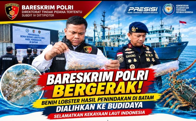 Benih Lobster Hasil Penindakan Masuk Fasilitas Budidaya, Ini Langkah Dittipidter Bareskrim Polri